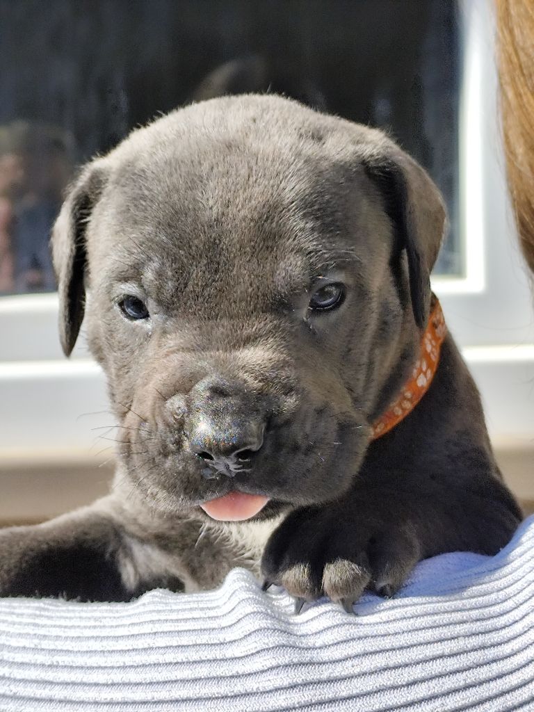 des Légendes de Goliath - Chiots disponibles - Cane Corso