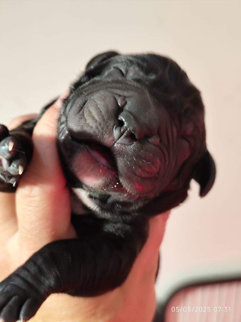 des Légendes de Goliath - Chiots disponibles - Cane Corso
