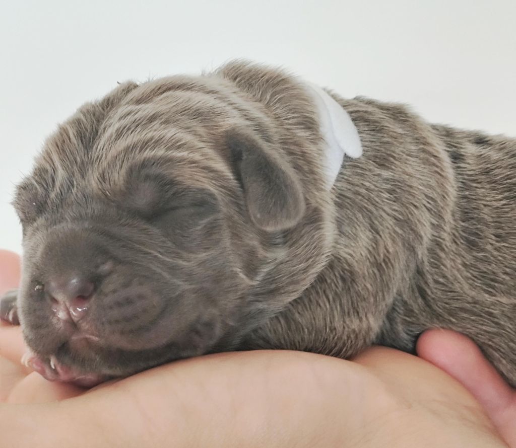 des Légendes de Goliath - Chiots disponibles - Cane Corso
