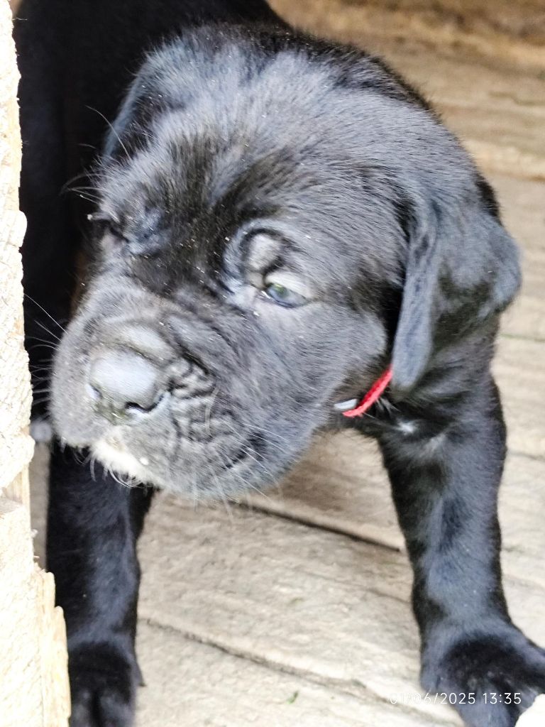 des Légendes de Goliath - Chiots disponibles - Cane Corso