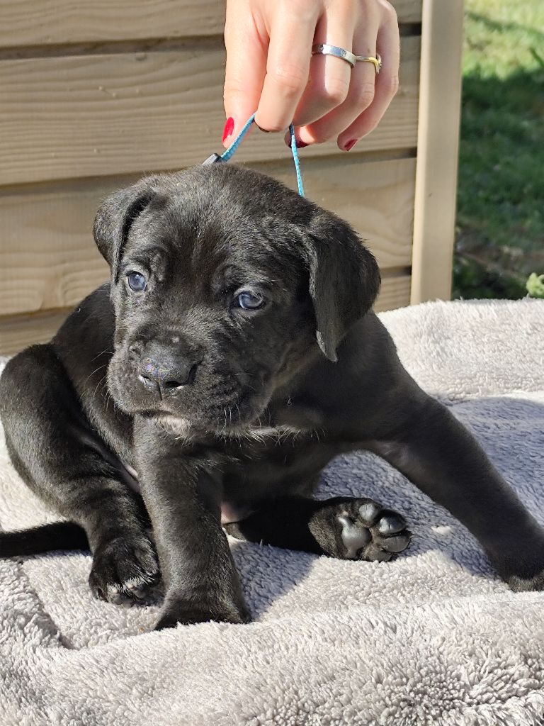 des Légendes de Goliath - Chiots disponibles - Cane Corso