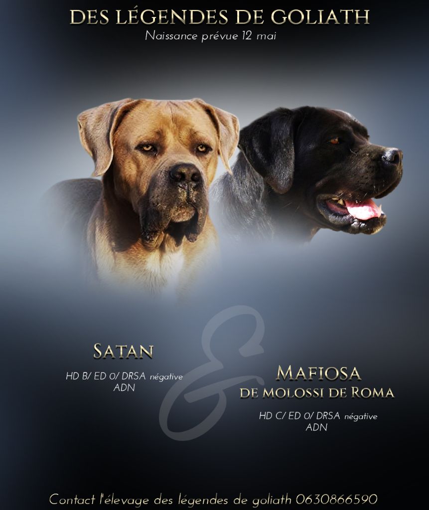 des Légendes de Goliath - Cane Corso - Portée née le 05/05/2025